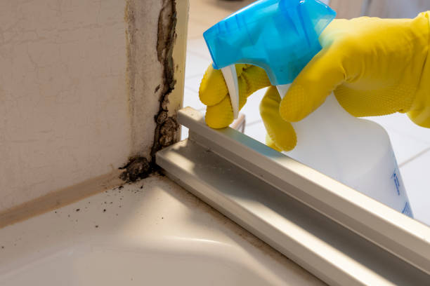 Best Mold Odor Removal Services  in Camden, SC